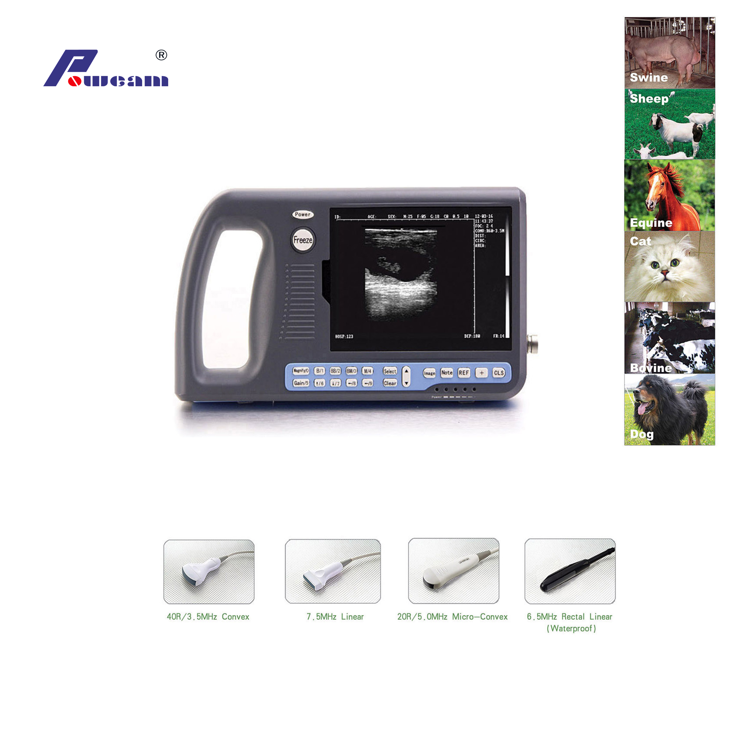 Palmtop digitaler Ultraschallscanner für Menschen oder Veterinär (WELTB3000)